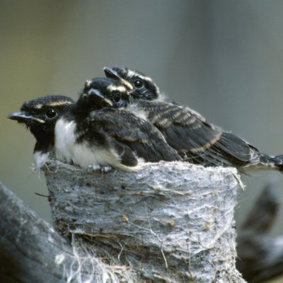 Willy wagtails at Dryandra 